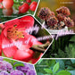 2025 Blumen glücklich machen – ganz ohne Aufwand!Bio-Dünger Tabletten | Langzeitwirkung für üppige Pflanzen | 50% Rabatt 🌱